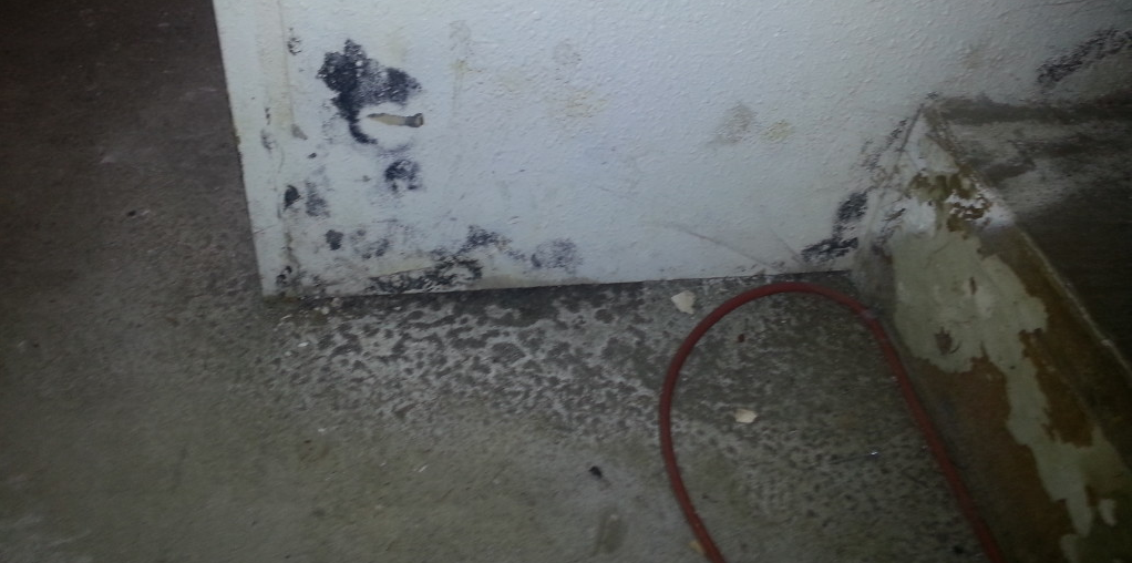 Black Mold Facts