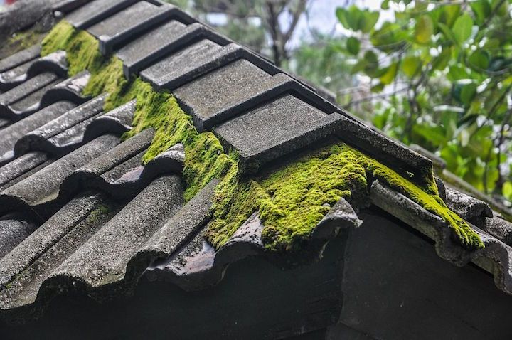 mossy roof